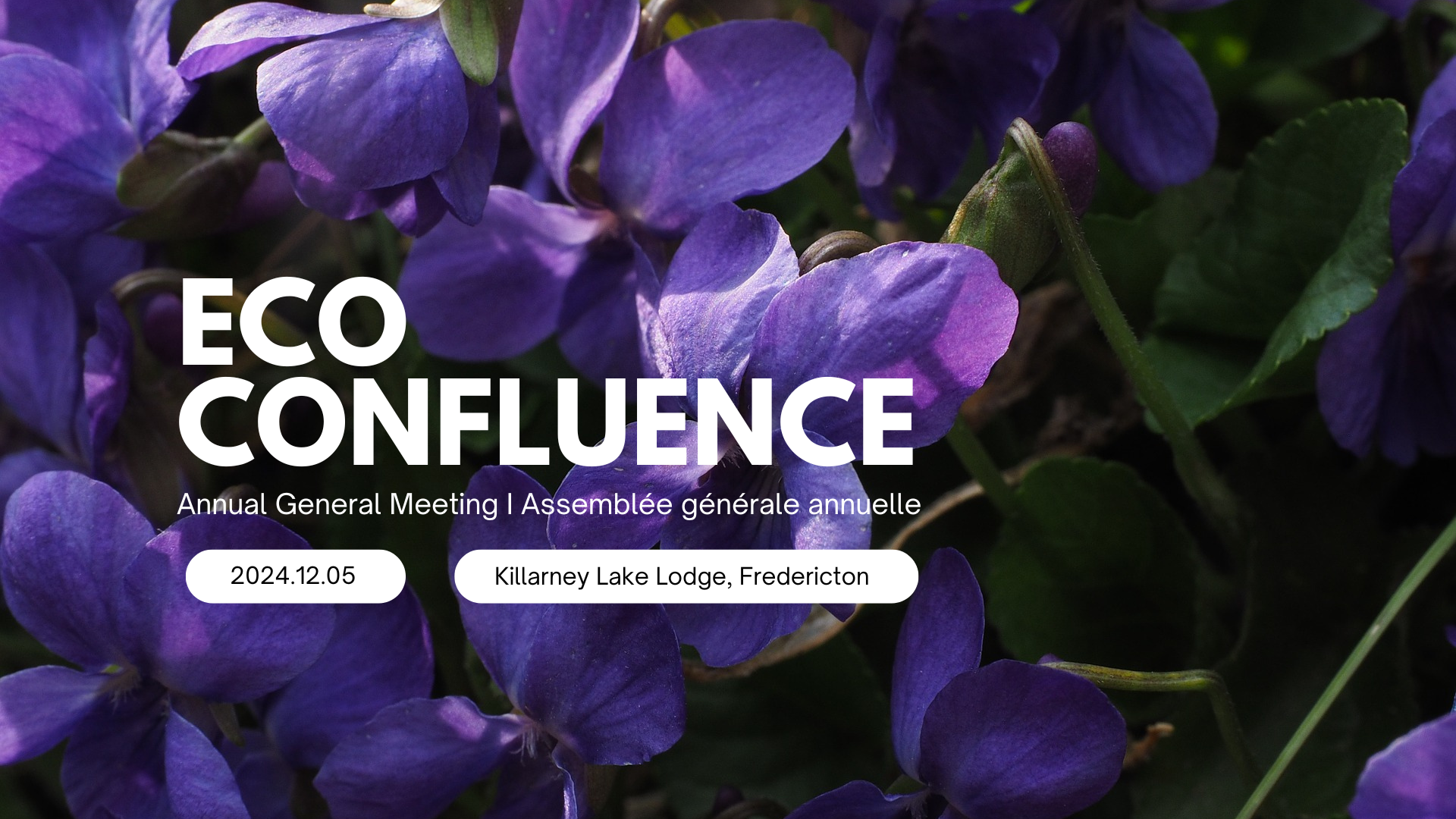 A photo of violets with text in white reading Eco-Confluence, Annual General Meeting, Assemblée générale annuelle, 2024.12.05, Killarney Lake Lodge, Fredericton